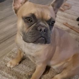 French Bulldog All Grown Up from Oil Patch Frenchies