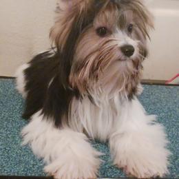 Noble Legacys Elegant Spencer - Black tan and white male Biewer Terrier puppy in Vancouver, Washington from Noble Legacy Biewers
