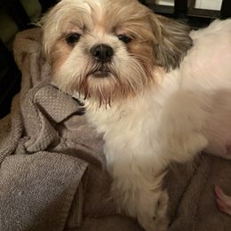 Daisy - Shih Tzu