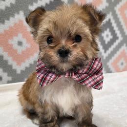 Alfie - Gold male Morkie puppy in Monticello, Iowa from Ashley’s Puppies