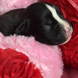 Girl 3 - Brindle female Boxer puppy in Plainwell, Michigan from Hope's Beautiful Boxers