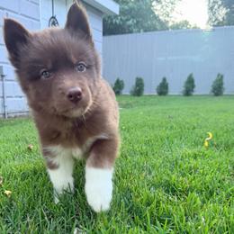 John (Grey Collar) - Red and white male Siberian Husky puppy in Warwick, Rhode Island from Young Orchard Siberians