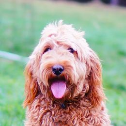 Ivy - Goldendoodle