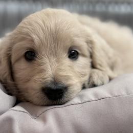 Goldendoodle, Golden Retriever, Poodle, and Shih Tzu Puppies from Platinum Paws Puppies