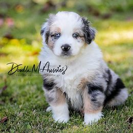Cyan - Blue merle male Australian Shepherd puppy in Olivehurst, California from Double M Aussies