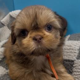 Amber- orange collar - Chocolate and tan female Shih Tzu puppy in Clarksburg, West Virginia from Pilgrim Shih tzu