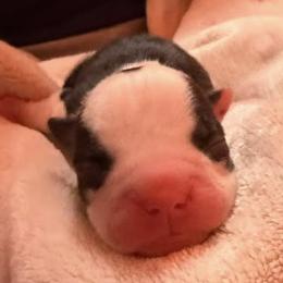 Tinsel - Black and white male Boston Terrier puppy in Kingsport, Tennessee from Dreamweaver Bostons