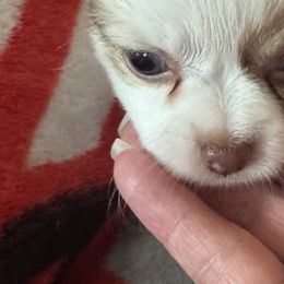 Chihuahuas from Cathy Wright