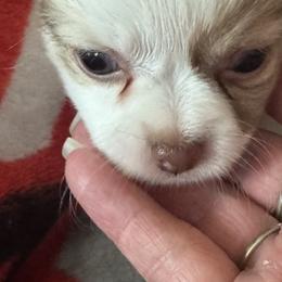 Chihuahuas from Cathy Wright
