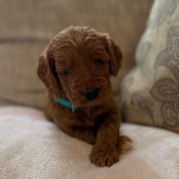Bailey - Red  female Goldendoodle puppy in Fayetteville, Arkansas from Mountain Grove Doodles