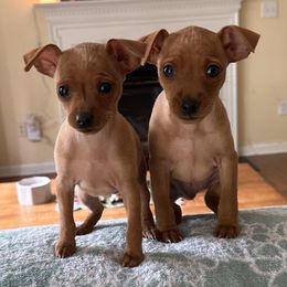 Miniature Pinschers from Little L’s Magical Min Pins