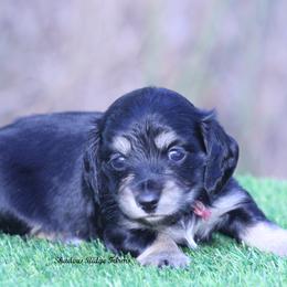 Wiggles - Black and cream female Dachshund puppy in Murray, Kentucky from Shadow Ridge Farms