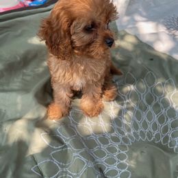 Cavapoo Puppies from Dotties Lil Blessings