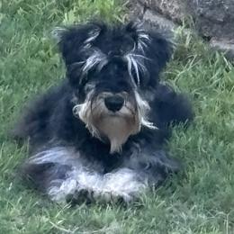 Miniature Schnauzers from Castle of Paws
