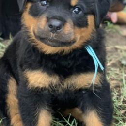 Rottweilers from Vom Fretz Rottweilers