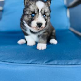 Honey Smacks - Wolf sable female Pomsky puppy in Yavapai County, Arizona from Pawsh Pomskies