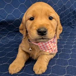 Cherry - Dark golden female Golden Retriever puppy in Pamplin, Virginia from Hope & Joy Acres