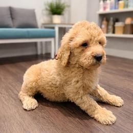 Spider Man - Cream male Goldendoodle puppy in Houston, Texas from Were The Mack'Doodles