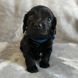 Rolly - Black male Dachshund puppy in Ocala, Florida from Weenie Boops