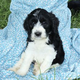 Bernedoodle, Poodle, and Springerdoodle Puppies from Trahan Farms