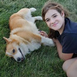 Prince - Pembroke Welsh Corgi