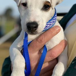 Jack Russell Terrier Puppies from Ground Force Jack Russell Terriers