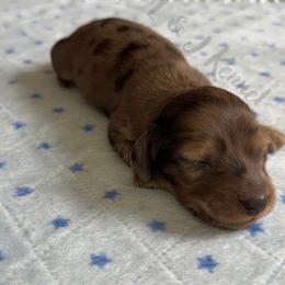 Thunder - Dapple male Dachshund puppy in Mc Donough, Georgia from L & J Kennel