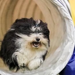 Golden Retrievers and Havanese from Starrdust Goldens and Havanese