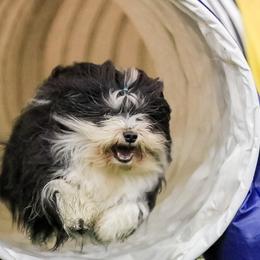 Golden Retrievers and Havanese from Starrdust Goldens and Havanese