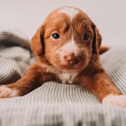 Maroon Girl - Apricot female Goldendoodle puppy in Mckinney, Texas from Doodles of North Tx