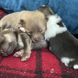 Pomeranian Puppies from Puppy Zen Den