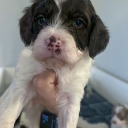 Carter - Liver white and tan Springerdoodle puppy in Collinsville, Oklahoma from Sweet Sunny Sproodles