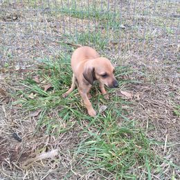 Italian Greyhound Puppies from Heartland Iggys