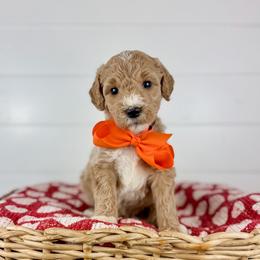 Almond Cluster - Orange Collar - Apricot male Goldendoodle puppy in The Woodlands, Texas from Golden Fields Doodles