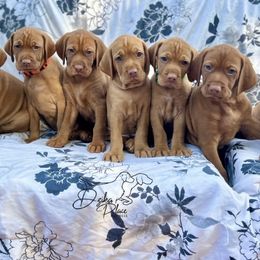 Vizsla puppies from Dzika Place Kennels