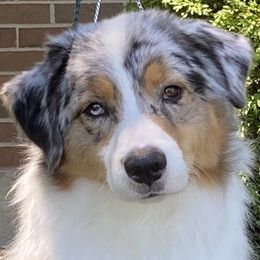 Australian Shepherds from Ashwood Aussies