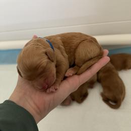 Boy 2 - male Goldendoodle puppy in Yukon, Oklahoma from Silver Barn Doodles