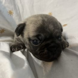 Lola - Brindle female Pug puppy in South Carolina from Pugs From the Corner