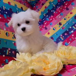Male 2 - White male Maltese puppy in Fresno, California from Soua's Pups
