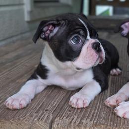Kylo - Brindle and white male Boston Terrier puppy in Chickamauga, Georgia from Aiguier's Bostons