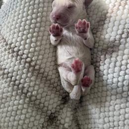 Goldendoodle Puppies from Farihope family