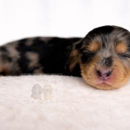 Dahlia - Dapple female Dachshund puppy in Goodyear, Arizona from D&C Royal Dachshunds LLC