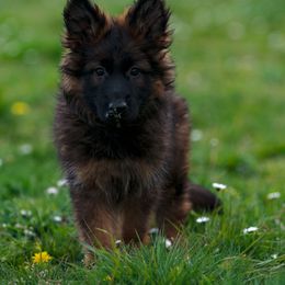 German Shepherd Puppies from Esteemed K9 German Shepherds