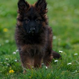 German Shepherd Puppies from Esteemed K9 German Shepherds
