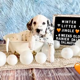 Jingle - White and black female Dalmatian puppy in Joshua, Texas from Rainier DALS LUA Dalmatians