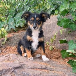 Spice - Black tri male Miniature Australian Shepherd puppy in Lakeport, California from Akins Aussies/Wild Rose Ranch