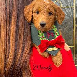 Woody - Red  male Goldendoodle puppy in State Road, North Carolina from Must Love Doodles