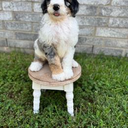 Hazel - Blue merle female Bernedoodle puppy in Spring, Texas from At The Cross Kennel