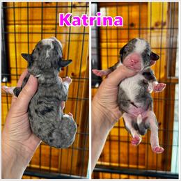 Katrina - Blue merle female Bernedoodle puppy in Banner Elk, North Carolina from Walnut Tree Bernedoodles