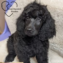 Poodle Puppies from Kvali Standard Poodles